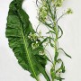 Valgomasis krienas (Armoracia rusticana)