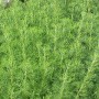 Diemedis (Artemisia abrotanum)