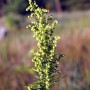 Peletrūnas (Artemisia dracunculus)