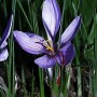 Daržinis krokas (Crocus sativus)