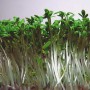 Sėjamoji pipirnė (Lepidium sativum)
