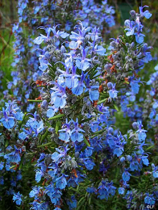 rosmarinus-officinalis-kvapusis-rozmarinas