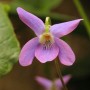Kvapioji našlaitė (Viola odorata)