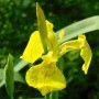 Geltonasis vilkdalgis (Iris pseudacorus L.)