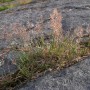 Smiltyninis šepetukas (Corynephorus canescens)