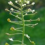 Trikertė žvaginė (Capsella bursa – pastoris L.)