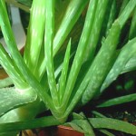 Aloe Plant 2