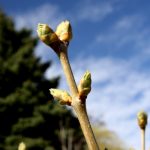 budding-spring-leaves-on-lilac-bush-pumpurai