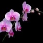 Orchidėja “ Phalaenopsis“