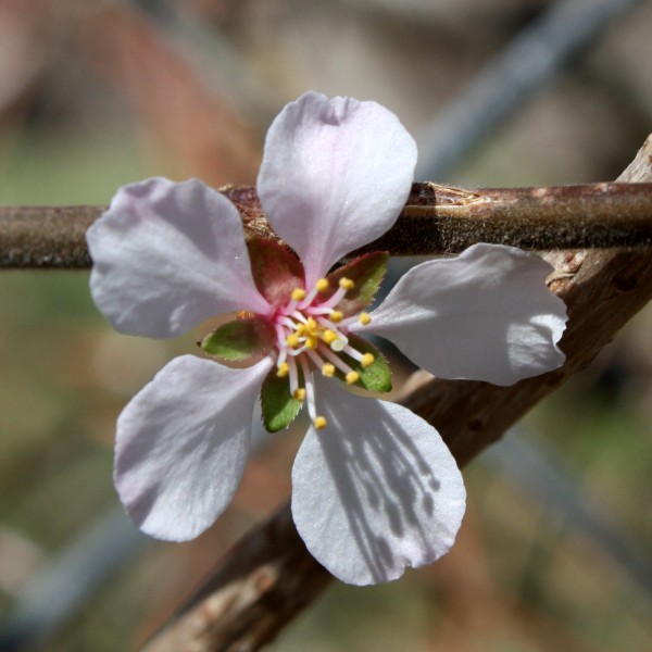 solitary-white-blossom-geles-ziedas