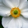 Sodo gėlė – Japoninė plukė