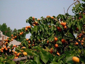 abrikosai