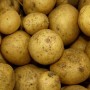 Bulvių ligos ir kenkėjai
