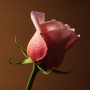 Ką verta žinoti apie visiems gerai pažįstamas rožes?
