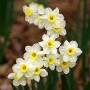 Narcizai bei jų charakteristika