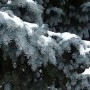 Sodo spygliuočių priežiūra žiemą