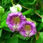 Vijoklinės gėlės – sodo puošmena