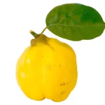 cidonija vaisius