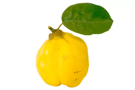 cidonija vaisius