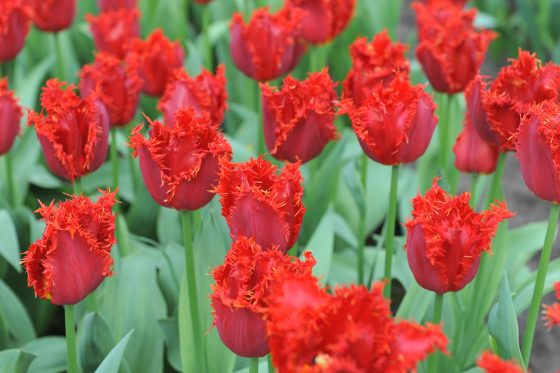 serksnotosios tulpes